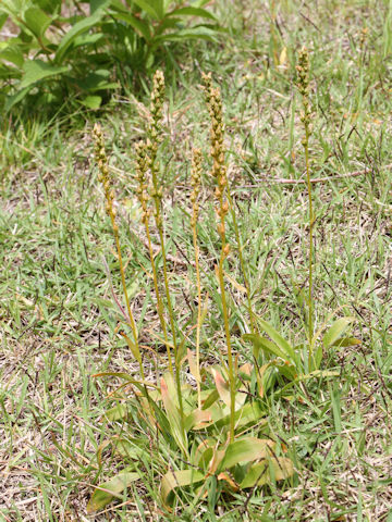 Aletris foliata