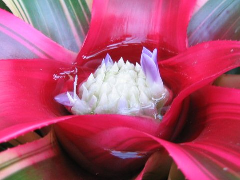 Neoregelia carolinae