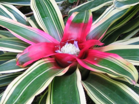 Neoregelia carolinae