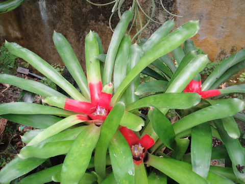 Neoregelia carolinae