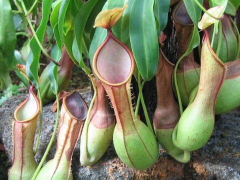 Nepenthes alata