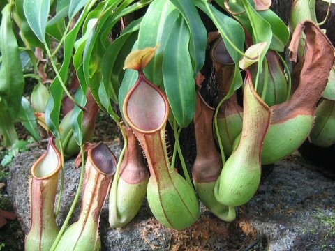 Nepenthes alata