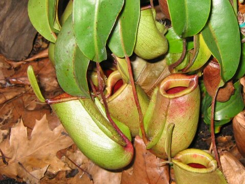 Nepenthes ampullaria