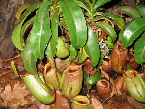 Nepenthes ampullaria