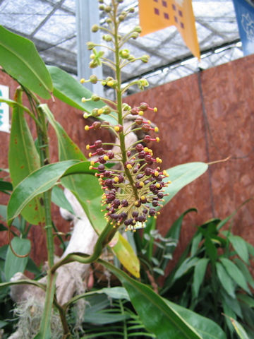 Nepenthes 'Dyeriana'