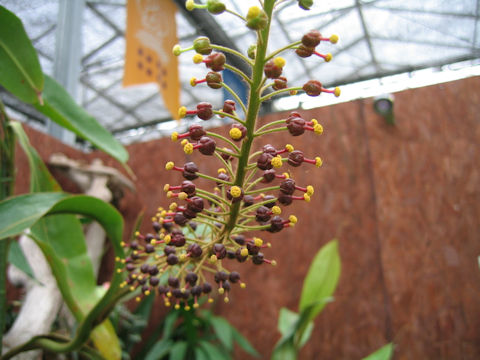 Nepenthes 'Dyeriana'