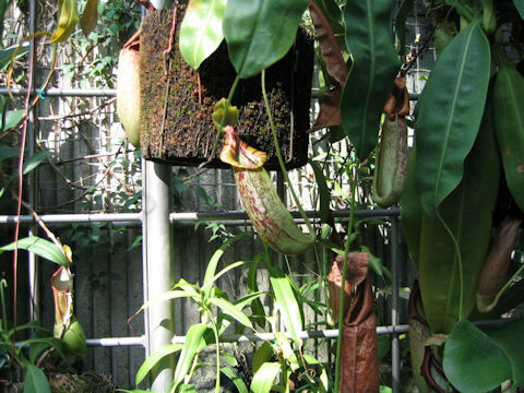 Nepenthes 'Dyeriana'