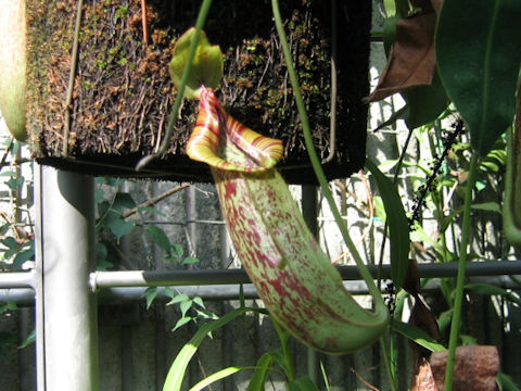 Nepenthes 'Dyeriana'