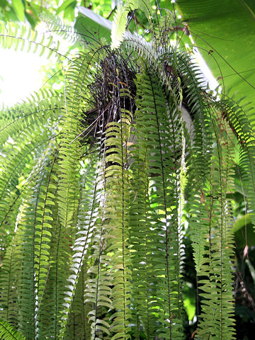 Nephrolepis exaltata cv. Bostoniensis