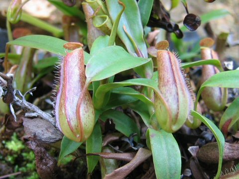 Nepenthes gracilis