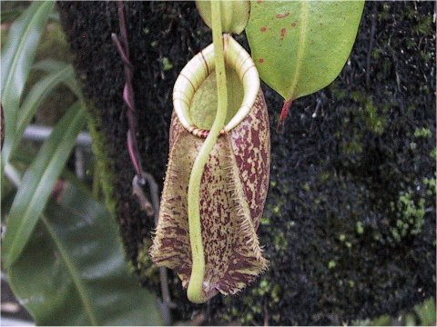 Nepenthes hookeriana