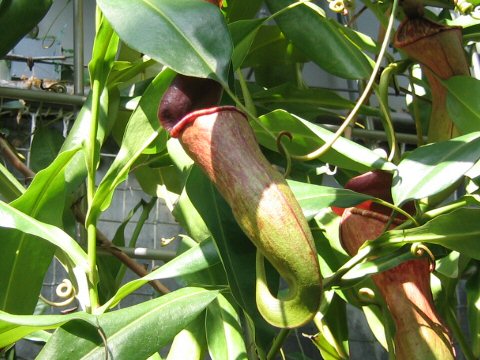 Nepenthes merrilliana