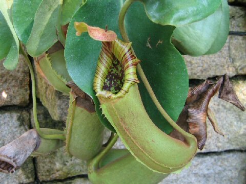 Nepenthes truncata