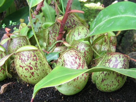 Nepenthes ampullaria var. vittata