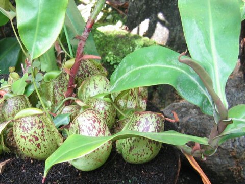 Nepenthes ampullaria var. vittata