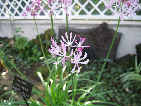 Nerine humilis