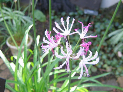 Nerine humilis