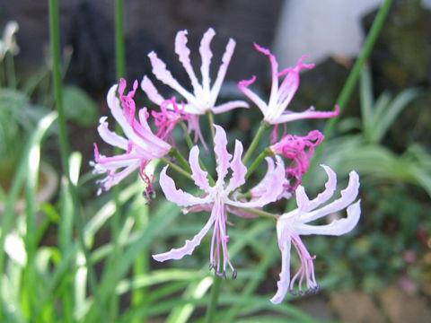 Nerine humilis