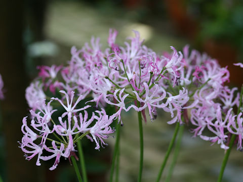 Nerine humilis