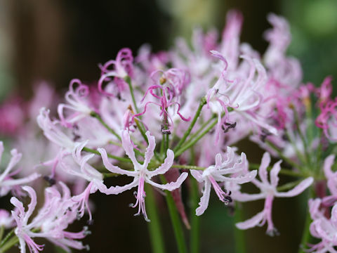 Nerine humilis