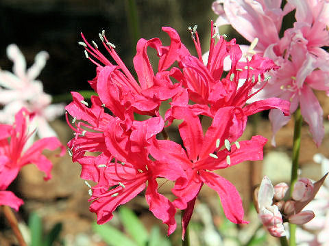 Nerine sarniensis cv.