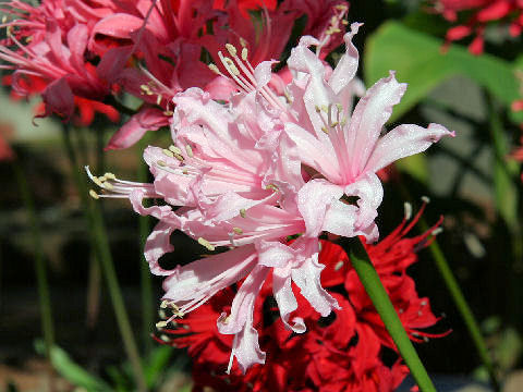 Nerine sarniensis cv.