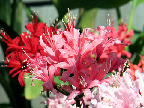 Nerine sarniensis cv.