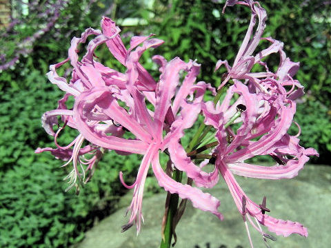 Nerine sarniensis cv.