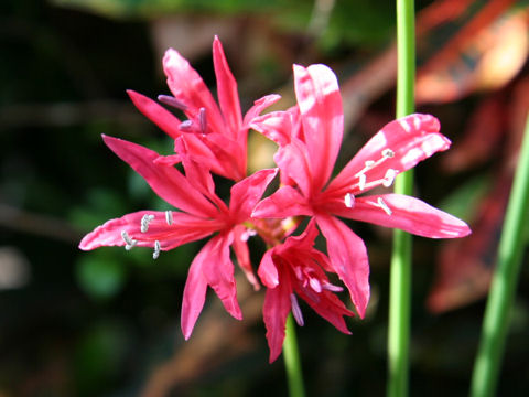 Nerine krigei