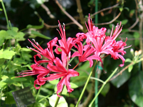 Nerine krigei