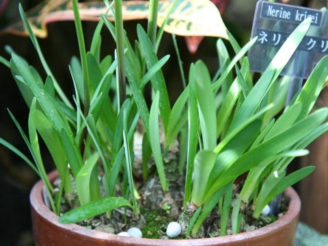 Nerine krigei