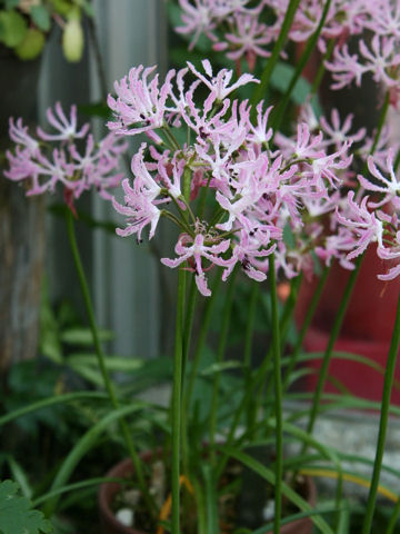 Nerine undulata