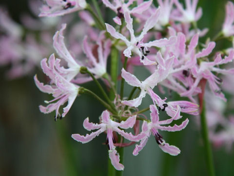 Nerine undulata