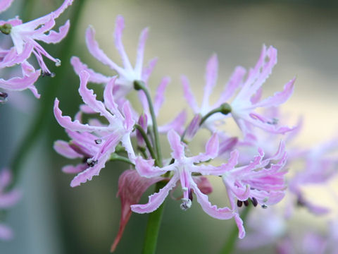 Nerine undulata