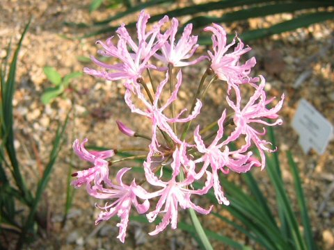 Nerine undulata