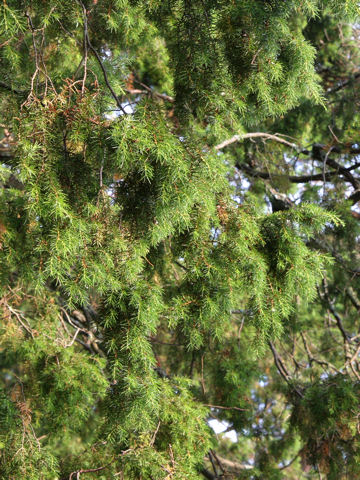 Juniperus rigida