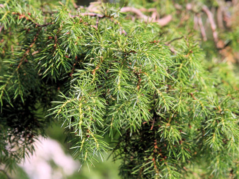 Juniperus rigida