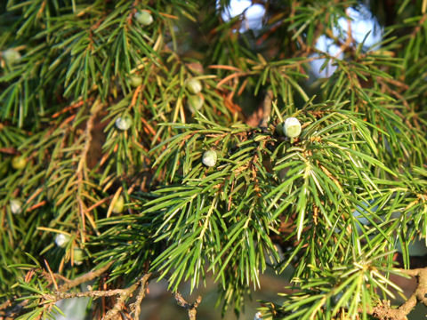 Juniperus rigida