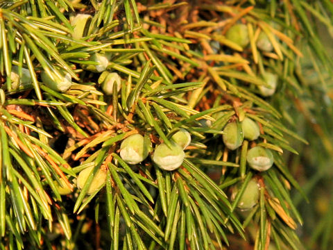 Juniperus rigida