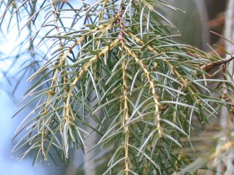 Juniperus rigida