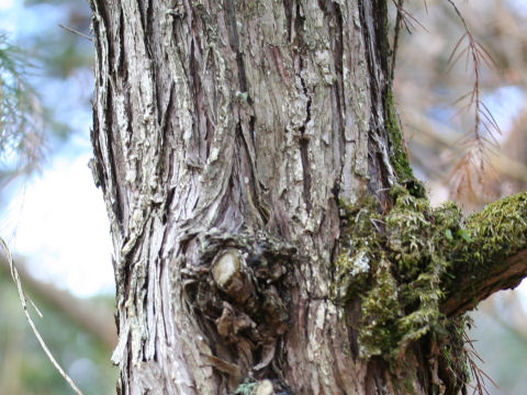 Juniperus rigida