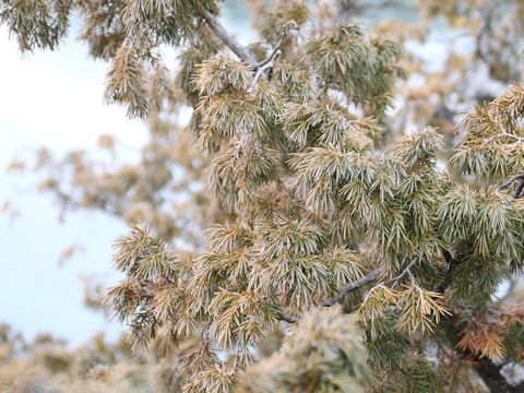 Juniperus rigida