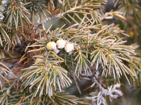 Juniperus rigida