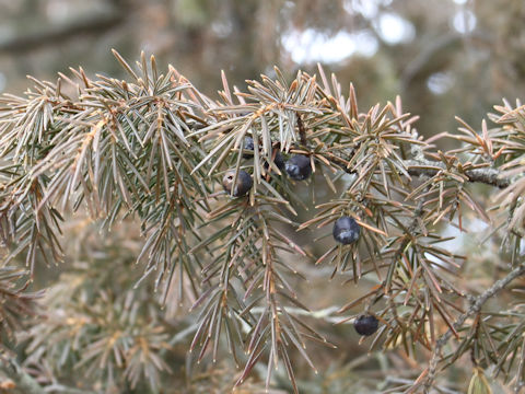 Juniperus rigida
