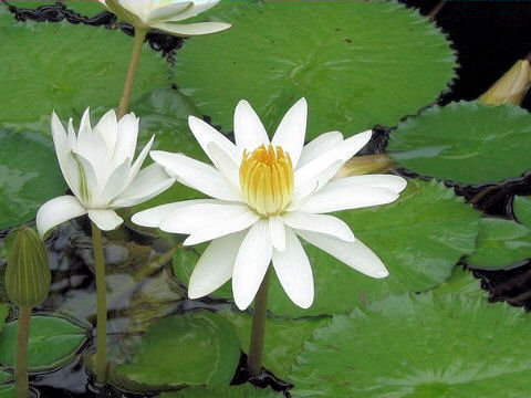 Nymphaea cv. Silver Star