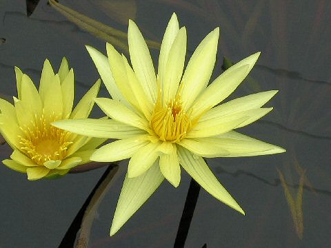 Nymphaea cv. St. Louis Gold