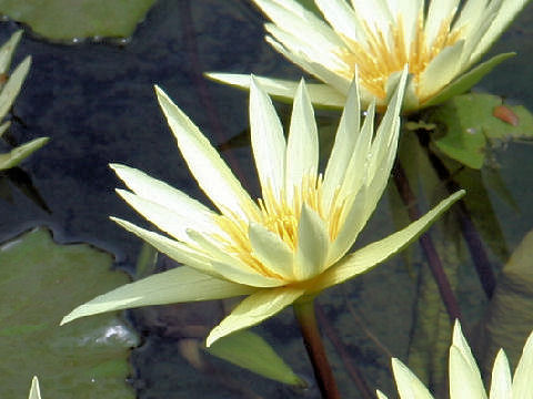 Nymphaea cv. St. Louis Gold