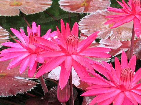 Nymphaea cv. Red Flare