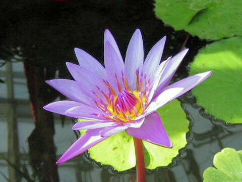 Nymphaea G.T. Moore