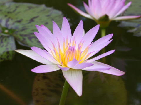 Nymphaea cv.